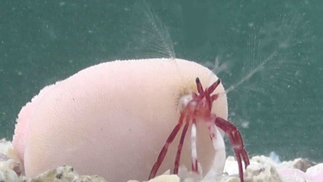 PLOS ONE, hermit crab, living coral, Japan, wildlife, ocean, discovery, symbiosis, evolution,