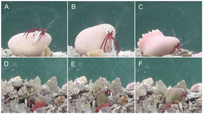 PLOS ONE, hermit crab, living coral, Japan, wildlife, ocean, discovery, symbiosis, evolution,