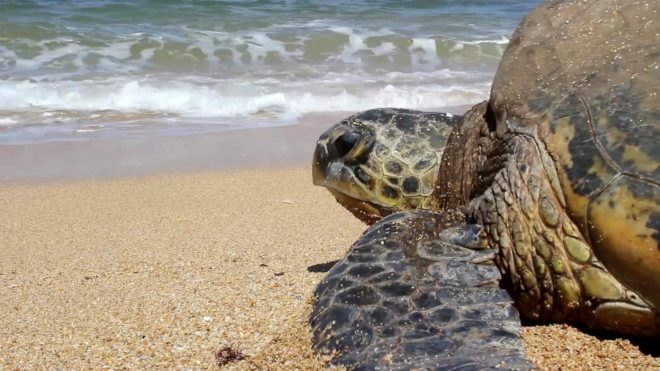 sea turtle, ocean, conservation, wildlife, nature, environment, science advances, poaching, activism,