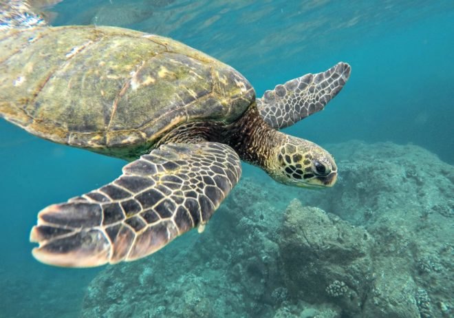sea turtle, ocean, conservation, wildlife, nature, environment, science advances, poaching, activism,