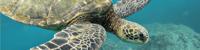 sea turtle, ocean, conservation, wildlife, nature, environment, science advances, poaching, activism,