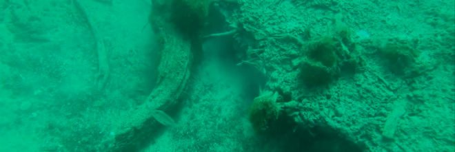 The Underwater Forest, Ben Raines, Gulf of Mexico, global warming, climate change, pollution, fossilization, science,