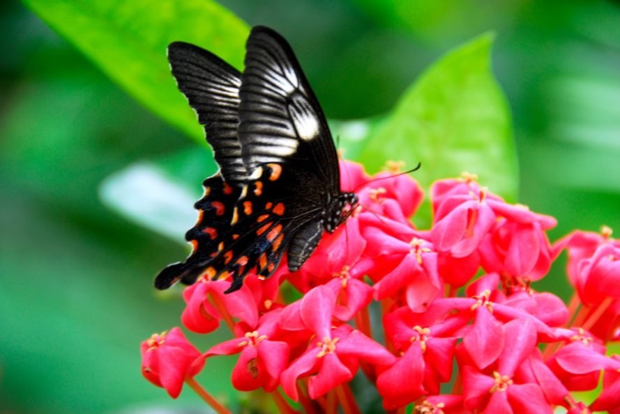 insect, flower, bug, pollinator