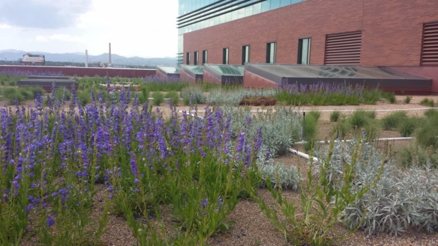Denver, Colorado, green roofs, green roof