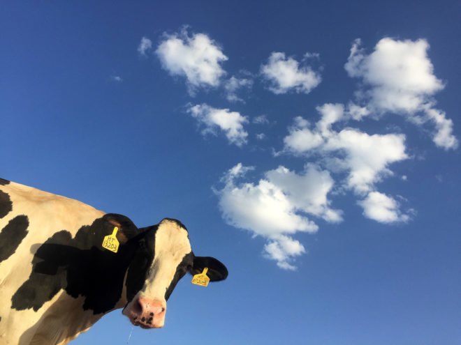 Cow, cows, bovine, livestock, animal, animals, methane, methane emissions, global methane emissions, emissions, greenhouse gas, greenhouse gases, greenhouse gas emissions, climate change, global warming