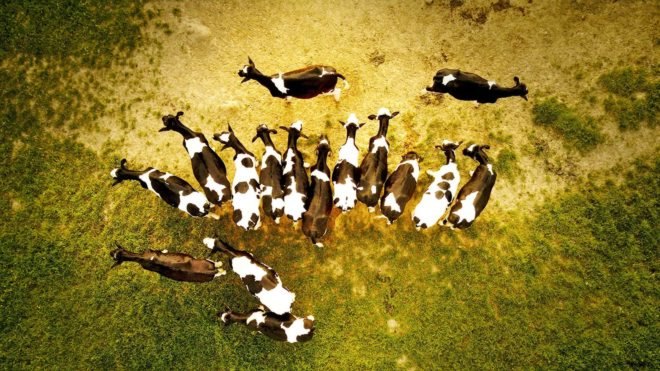 Cow, cows, bovine, livestock, animal, animals, methane, methane emissions, global methane emissions, emissions, greenhouse gas, greenhouse gases, greenhouse gas emissions, climate change, global warming