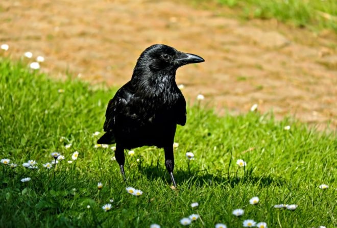 CrowBar, Crowded Cities, crows, pollution, cigarette butts, environment, innovation, wildlife, clean tech,