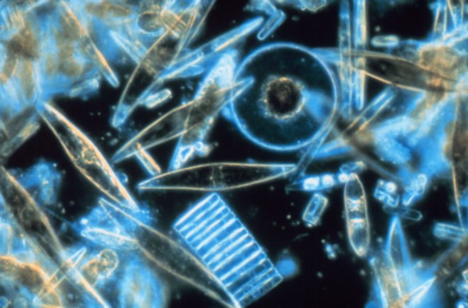 Yale University, Yale, diatom, diatoms, algae, organic solar cell, organic solar cells, solar cell, solar cells, solar power, solar energy, renewable energy, nature