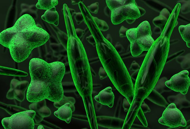 Yale University, diatoms, diatoms solar power, diatoms solar energy, diatoms organic solar cells, boost efficiency organic solar cells, solar power technology nature, algae organic solar cells, algae solar power, algae solar energy