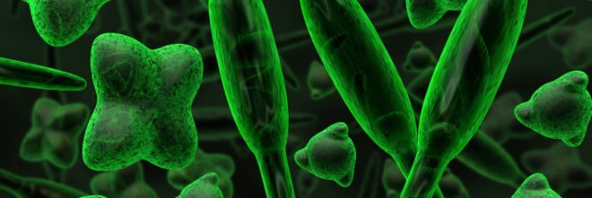 Yale University, diatoms, diatoms solar power, diatoms solar energy, diatoms organic solar cells, boost efficiency organic solar cells, solar power technology nature, algae organic solar cells, algae solar power, algae solar energy