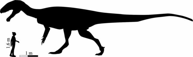 dinosaur, fossil, University of Manchester, theropod