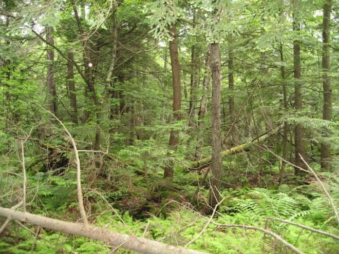 Marine Biological Laboratory, Harvard Forest, Massachusetts, forest, hardwood forest, forests, tree, trees, soil, soils, soil carbon, carbon, carbon emissions, carbon dioxide, climate change, global warming, warming, nature, environment