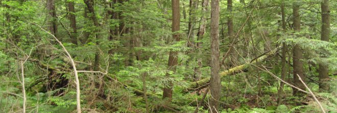 Marine Biological Laboratory, Harvard Forest, Massachusetts, forest, hardwood forest, forests, tree, trees, soil, soils, soil carbon, carbon, carbon emissions, carbon dioxide, climate change, global warming, warming, nature, environment