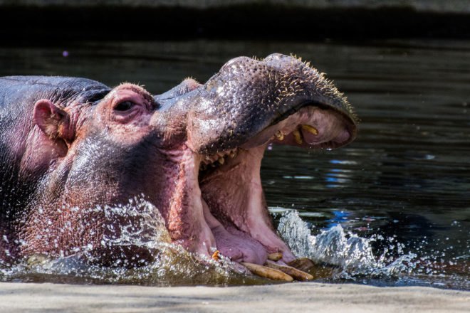 Hippo, hippopotamus, hippo teeth, hippopotamus teeth, teeth, tooth, ivory, ivory trade, black market, animal, animals, conservation, extinction, animal extinction