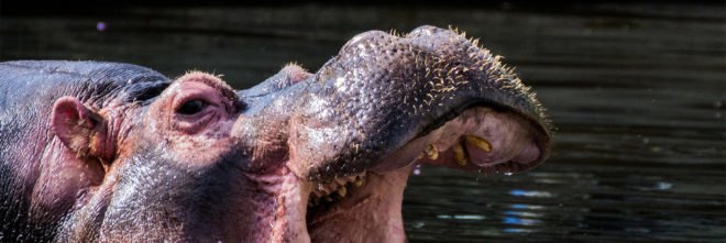 Hippo, hippopotamus, hippo teeth, hippopotamus teeth, teeth, tooth, ivory, ivory trade, black market, animal, animals, conservation, extinction, animal extinction
