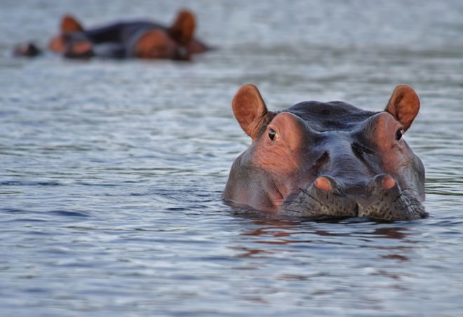 Hippo, hippopotamus, hippo teeth, hippopotamus teeth, teeth, tooth, ivory, ivory trade, black market, animal, animals, conservation, extinction, animal extinction