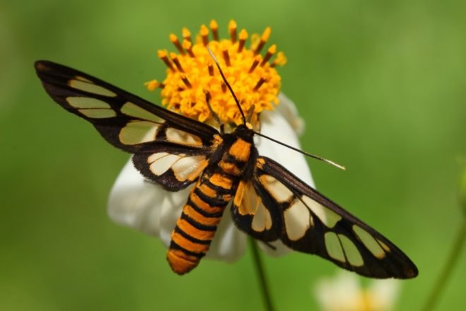 insect, flower, bug, pollinator