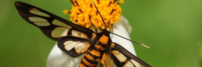 insect, flower, bug, pollinator