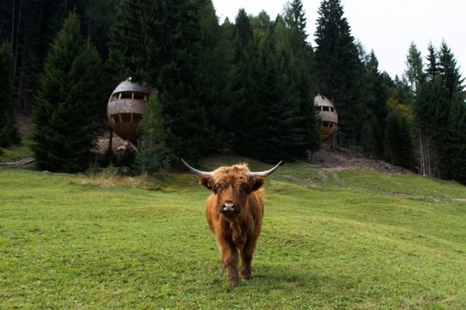 Pigna by Architetto Beltrame Claudio, egg shaped architecture, larch shingled treehouse, Pigna treehouses, Italian alp treehouse, alpine treehouse, cross laminated timber treehouse, wood fiber insulation with cross laminated timber,