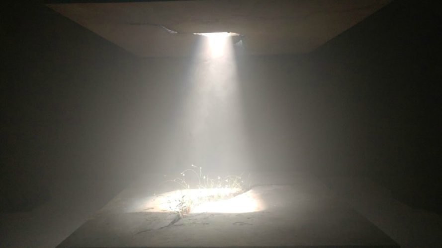 Raad Studio, James Ramsey, Invasive Regeneration, 2017 Seoul Biennale of Architecture, plant art installation, The Lowline manhattan, Lowline technology, solar technology, advanced solar technology, solar-powered art installation,