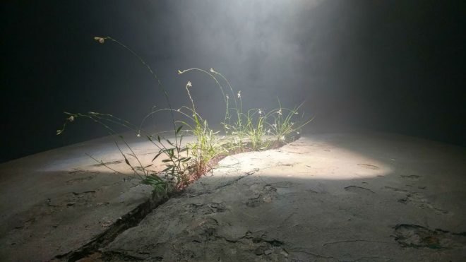 Raad Studio, James Ramsey, Invasive Regeneration, 2017 Seoul Biennale of Architecture, plant art installation, The Lowline manhattan, Lowline technology, solar technology, advanced solar technology, solar-powered art installation,