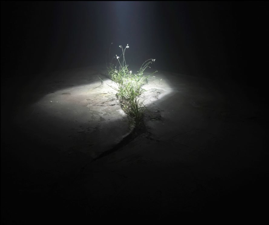 Raad Studio, James Ramsey, Invasive Regeneration, 2017 Seoul Biennale of Architecture, plant art installation, The Lowline manhattan, Lowline technology, solar technology, advanced solar technology, solar-powered art installation,