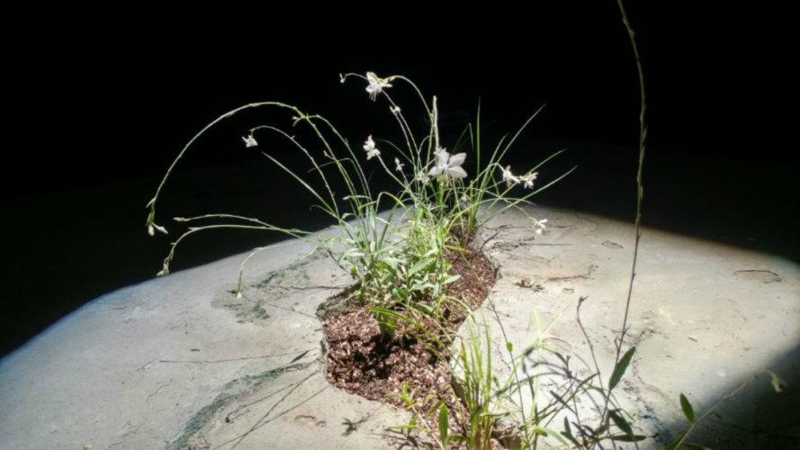 Raad Studio, James Ramsey, Invasive Regeneration, 2017 Seoul Biennale of Architecture, plant art installation, The Lowline manhattan, Lowline technology, solar technology, advanced solar technology, solar-powered art installation,