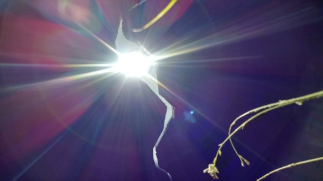 Raad Studio, James Ramsey, Invasive Regeneration, 2017 Seoul Biennale of Architecture, plant art installation, The Lowline manhattan, Lowline technology, solar technology, advanced solar technology, solar-powered art installation,