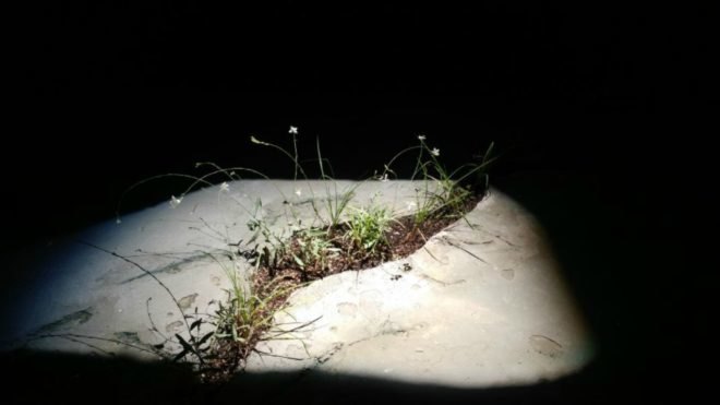 Raad Studio, James Ramsey, Invasive Regeneration, 2017 Seoul Biennale of Architecture, plant art installation, The Lowline manhattan, Lowline technology, solar technology, advanced solar technology, solar-powered art installation,