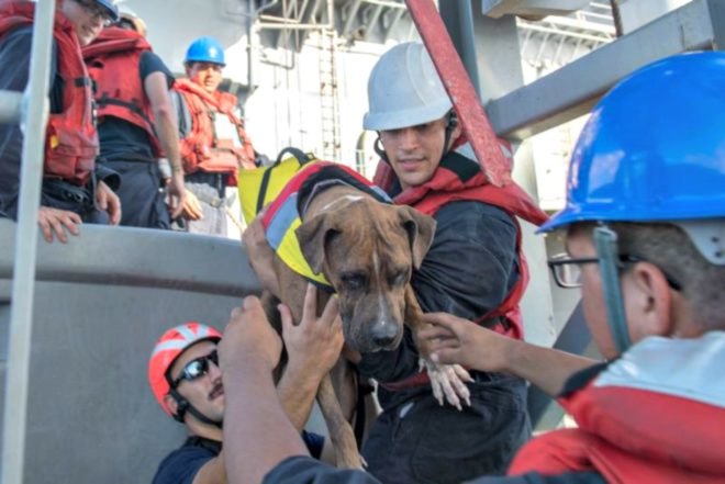 Hawaii, US Navy, Pacific Ocean, sharks, lost at sea, Helping People, News, Positive News,