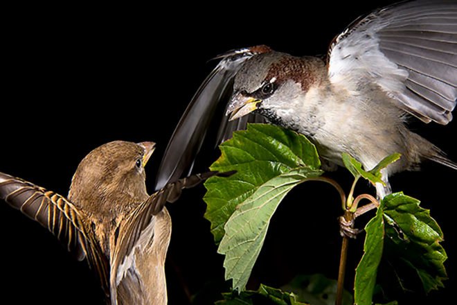 Greg Beach, The World and Watertown: Tales of an American Hometown, The World and Watertown, Watertown, Massachusetts, New England, town, hometown, hometowns, ecology, environment, green space, green spaces, nature, history, wildlife, Harry Friedman, bird, birds