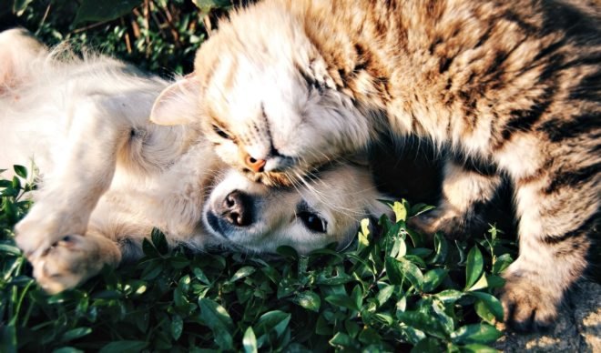 California, animal rights, puppy mills, animal welfare, Politics, News, Governor Jerry Brown, activism