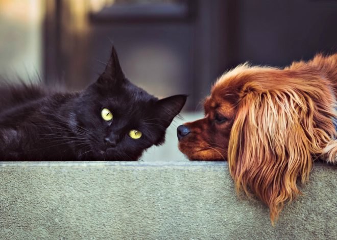 California, animal rights, puppy mills, animal welfare, Politics, News, Governor Jerry Brown, activism