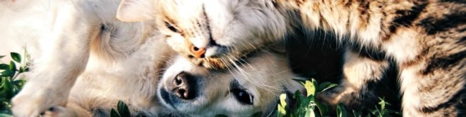 California, animal rights, puppy mills, animal welfare, Politics, News, Governor Jerry Brown, activism