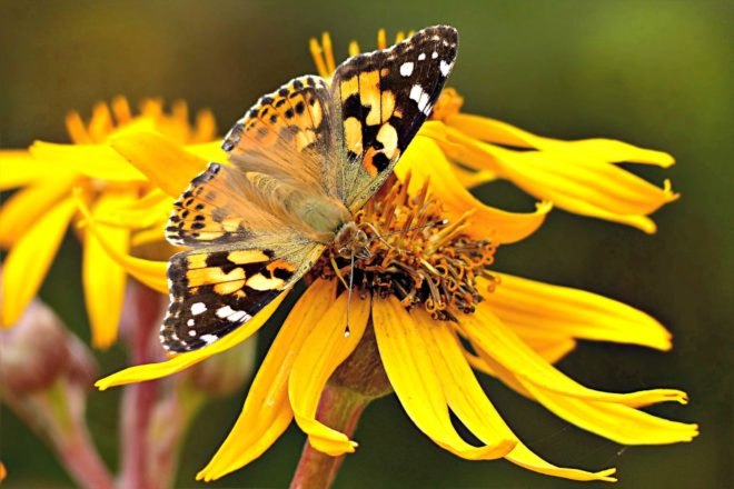 Denver, Colorado, painted lady butterfly, monarch, environment, nature, migration, conservation, travel,