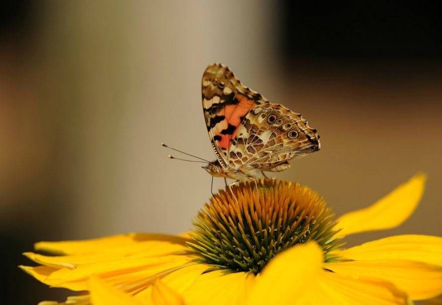 Denver, Colorado, painted lady butterfly, monarch, environment, nature, migration, conservation, travel, 
