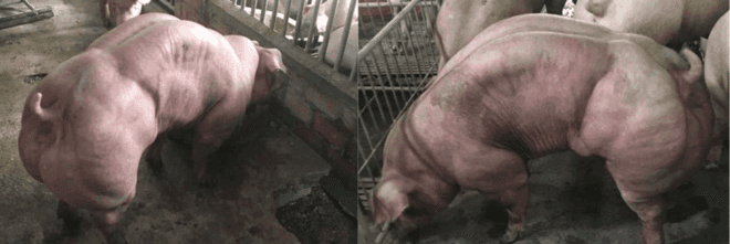 pigs, muscular pigs, Cambodia