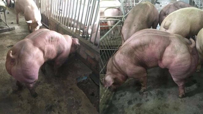 pigs, muscular pigs, Cambodia