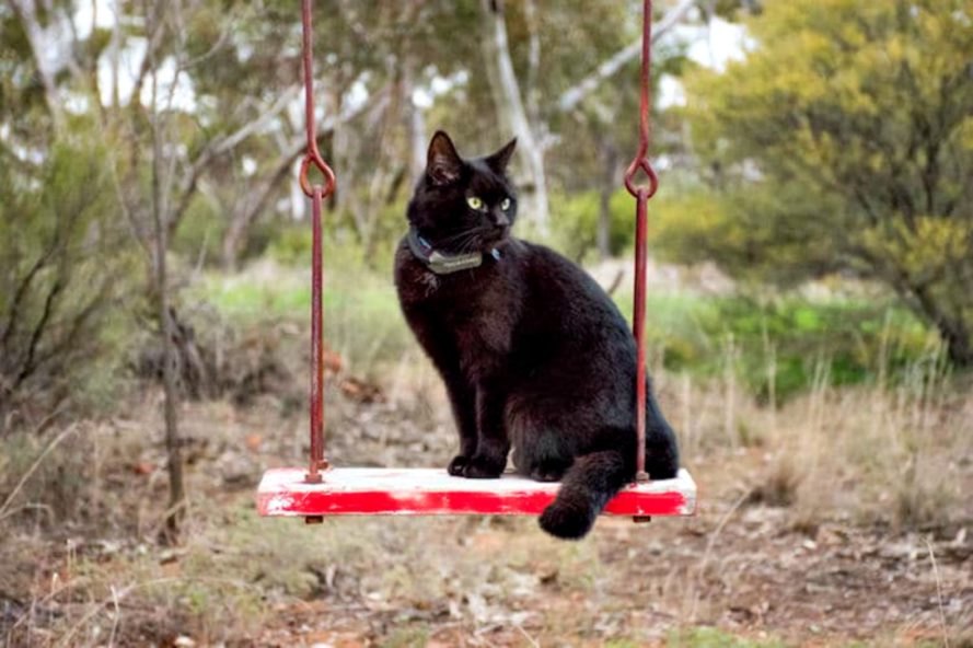 Australia, camper van, off-grid living, traveling, news, inspiration, Rich East, Van Cat Meow