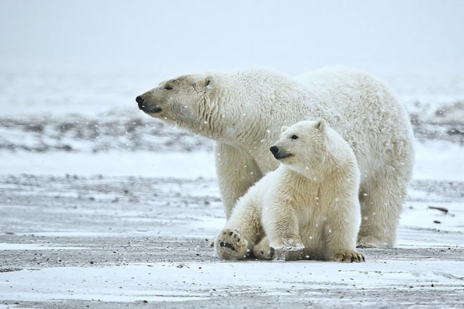 Alaska, Arctic, Arctic National Wildlife Refuge, Arctic drilling, Arctic oil, environment, polar bear, polar bears, wildlife, wildlife refuge, Alaska wildlife, Arctic wildlife, animal, animals