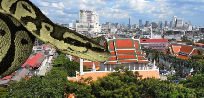 Bangkok Thailand, python, Bangkok Thailand pything, Bangkok Thailand snakes