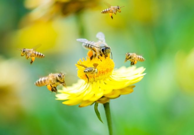 bees, insects, pollinators, pesticides, neonicotenoids