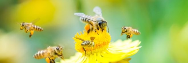 bees, insects, pollinators, pesticides, neonicotenoids