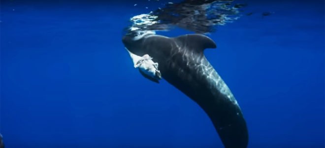 Blue Planet II, Blue Planet, BBC One, BBC, David Attenborough, ocean, oceans, whale, whales, pilot whale, pilot whales, mother pilot whale, dead calf, dead baby, industrial chemicals, plastic, ocean plastic, plastic pollution, pollution, environment, animals