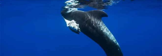Blue Planet II, Blue Planet, BBC One, BBC, David Attenborough, ocean, oceans, whale, whales, pilot whale, pilot whales, mother pilot whale, dead calf, dead baby, industrial chemicals, plastic, ocean plastic, plastic pollution, pollution, environment, animals