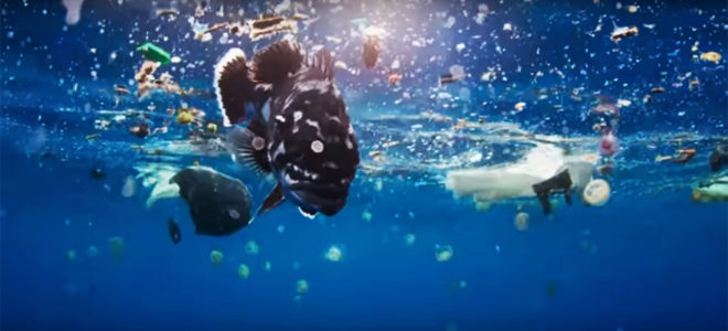 Blue Planet II, Blue Planet, BBC One, BBC, David Attenborough, ocean, oceans, whale, whales, pilot whale, pilot whales, mother pilot whale, dead calf, dead baby, industrial chemicals, plastic, ocean plastic, plastic pollution, pollution, environment, animals