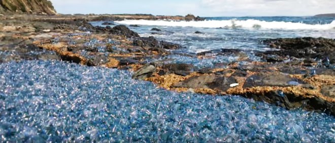 Australia, Barlings Beach, Brett Wallensky, bluebottle, bluebottles, Portuguese man o'war, Portuguese man o'wars, nature, ocean, beached, beaching, mass beaching, stranded, stranding, mass stranding, nature, climate change