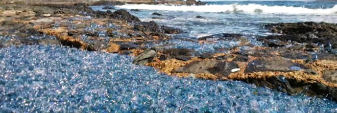 Australia, Barlings Beach, Brett Wallensky, bluebottle, bluebottles, Portuguese man o'war, Portuguese man o'wars, nature, ocean, beached, beaching, mass beaching, stranded, stranding, mass stranding, nature, climate change