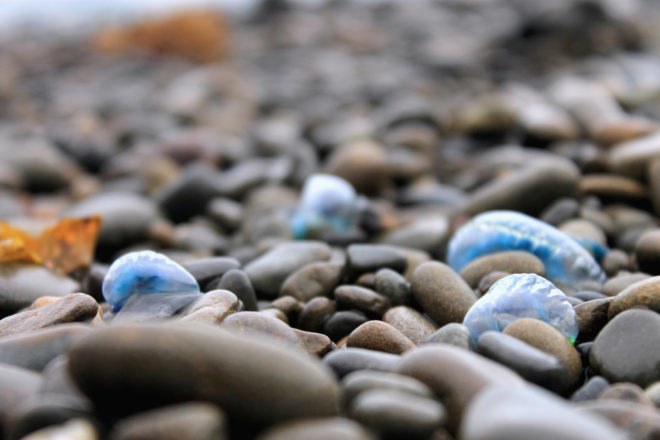 Australia, Barlings Beach, Brett Wallensky, bluebottle, bluebottles, Portuguese man o'war, Portuguese man o'wars, nature, ocean, beached, beaching, mass beaching, stranded, stranding, mass stranding, nature, climate change