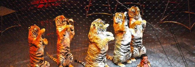 Italy, Animal Defenders International, Italy circus animals, Italy phase out animals in circuses, Italy ban animals in circuses, Italy circus animal ban, circus animals bans, which countries have banned animals in circuses